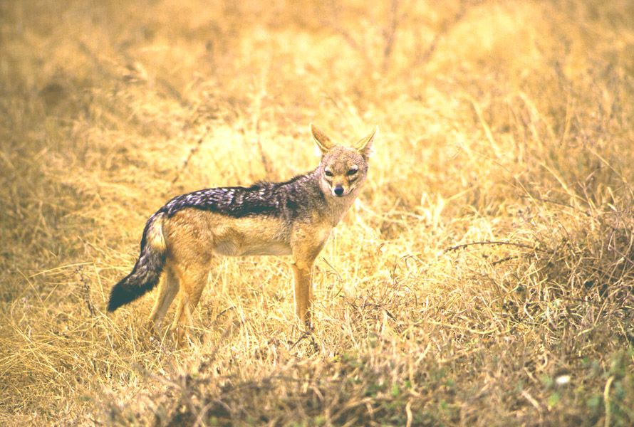 Jackal - Ngorogoro